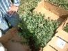 2003_0612_143705AA.jpg